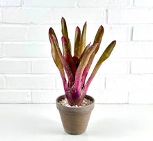 Load image into Gallery viewer, Neoregelia Red Goodies - Live Bare Root Plant: Mature
