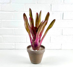 Neoregelia Red Goodies - Live Bare Root Plant: Mature