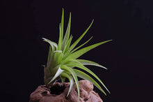Load image into Gallery viewer, Tillandsia Brach Multiflora | Live Air Plant: Small
