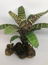 Load image into Gallery viewer, Vriesea Fosteriana | Live Plant: 8-12 Inches (Wide or Tall)
