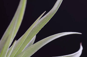 Tillandsia Peach Capitata - Live Air Plant: 2 Inch