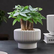 Load image into Gallery viewer, Ceramic Flower Pot with Drainage Hole - 5.9&quot; assorted colores
