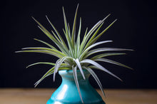 Load image into Gallery viewer, Tillandsia Plagiotropica Purple Form | Live Air Plant: Medium 3-4 Inches
