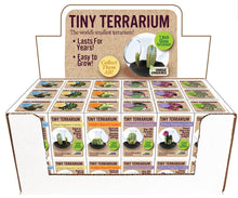 Load image into Gallery viewer, Tiny Terrarium Cactus
