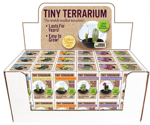 Tiny Terrarium Cactus