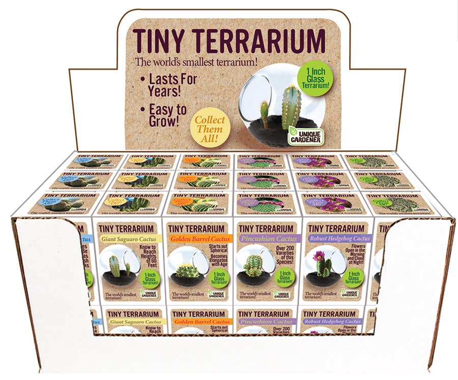 Tiny Terrarium Cactus