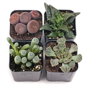 Weird Succulent