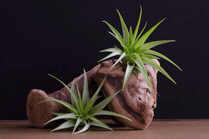 Tillandsia Brach Multiflora | Live Air Plant: Small