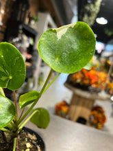 Load image into Gallery viewer, Variegated Money Plant 3”

