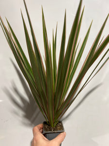 Dracaena - Dragon Tree - 3"