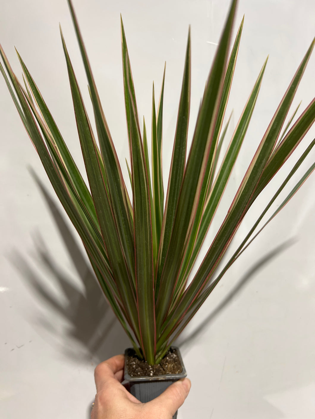 Dracaena - Dragon Tree - 3