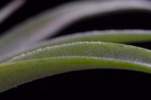 Load image into Gallery viewer, Tillandsia Peach Capitata - Live Air Plant: 2 Inch
