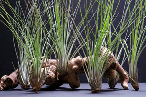 Tillandsia Juncifolia | Live Air Plant, Air Plants: Large 10+"