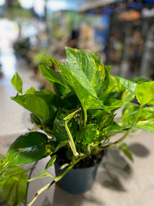 Pothos - Golden 6"