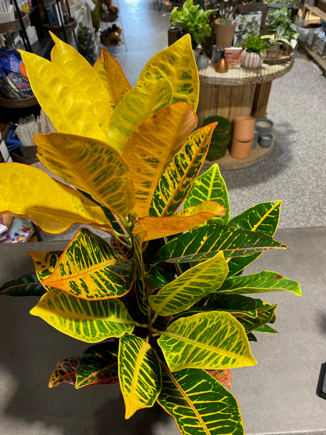 6'' Croton