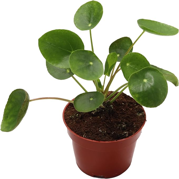 Pilea Peperomiodes - Money Plant - 3