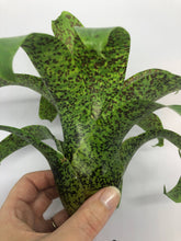 Load image into Gallery viewer, Vriesea Fenestralis | Live Plant: 7-9 Inches (Wide or Tall)
