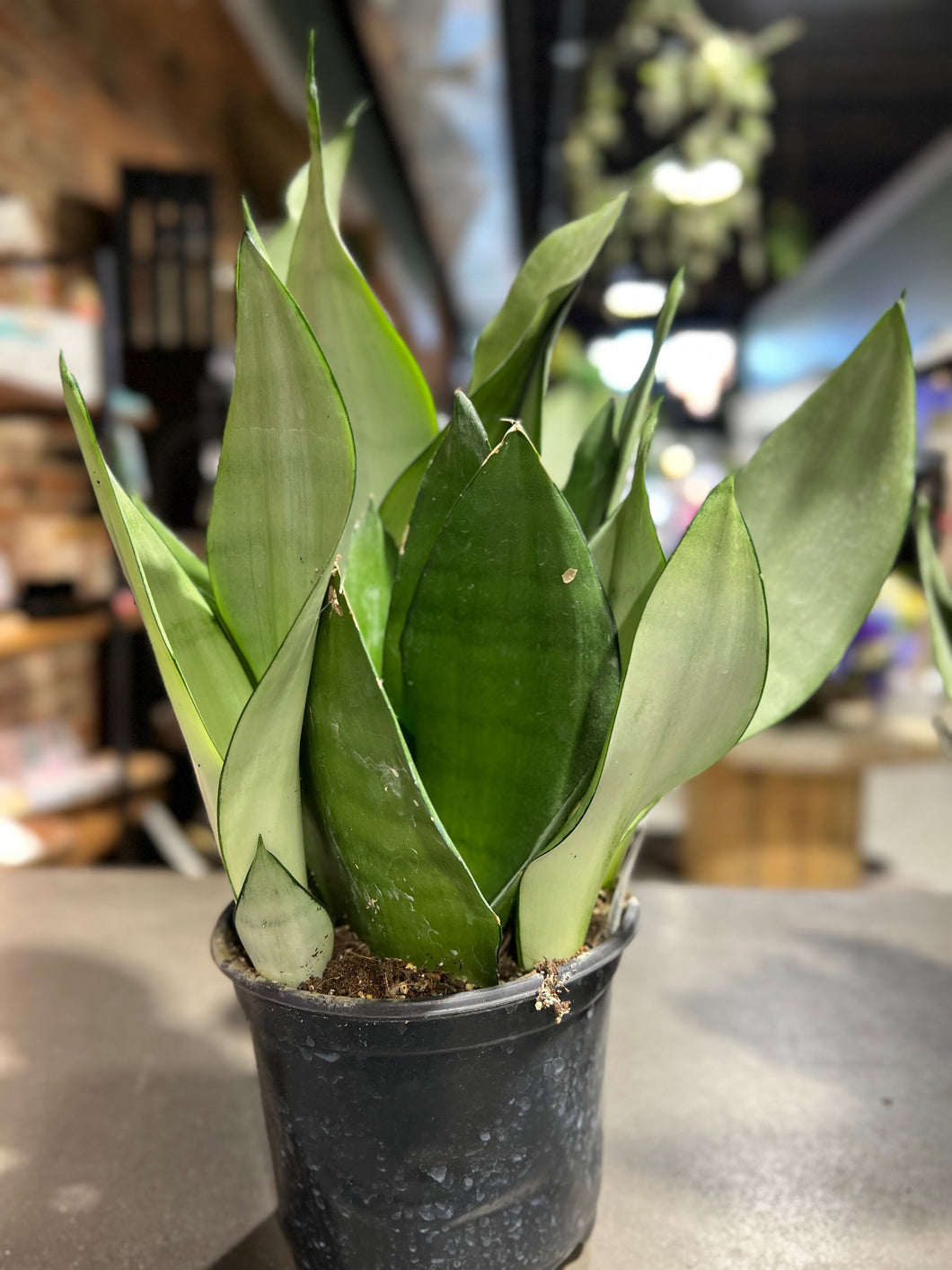 Sansevieria - Moonshine 6