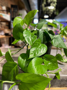 Pothos - Jade - 6"