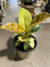 Load image into Gallery viewer, Ficus Elastica - Shivereana Moonshine -  4.5&quot;
