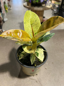 Ficus Elastica - Shivereana Moonshine -  4.5"