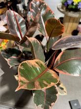 Load image into Gallery viewer, Ficus Elastica - Ruby - 4.5”
