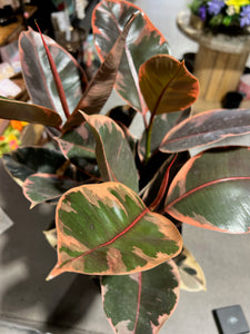 Ficus Elastica - Ruby - 4.5”