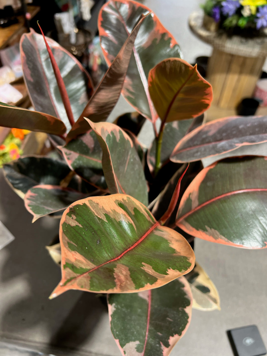 Ficus Elastica - Ruby - 4.5”
