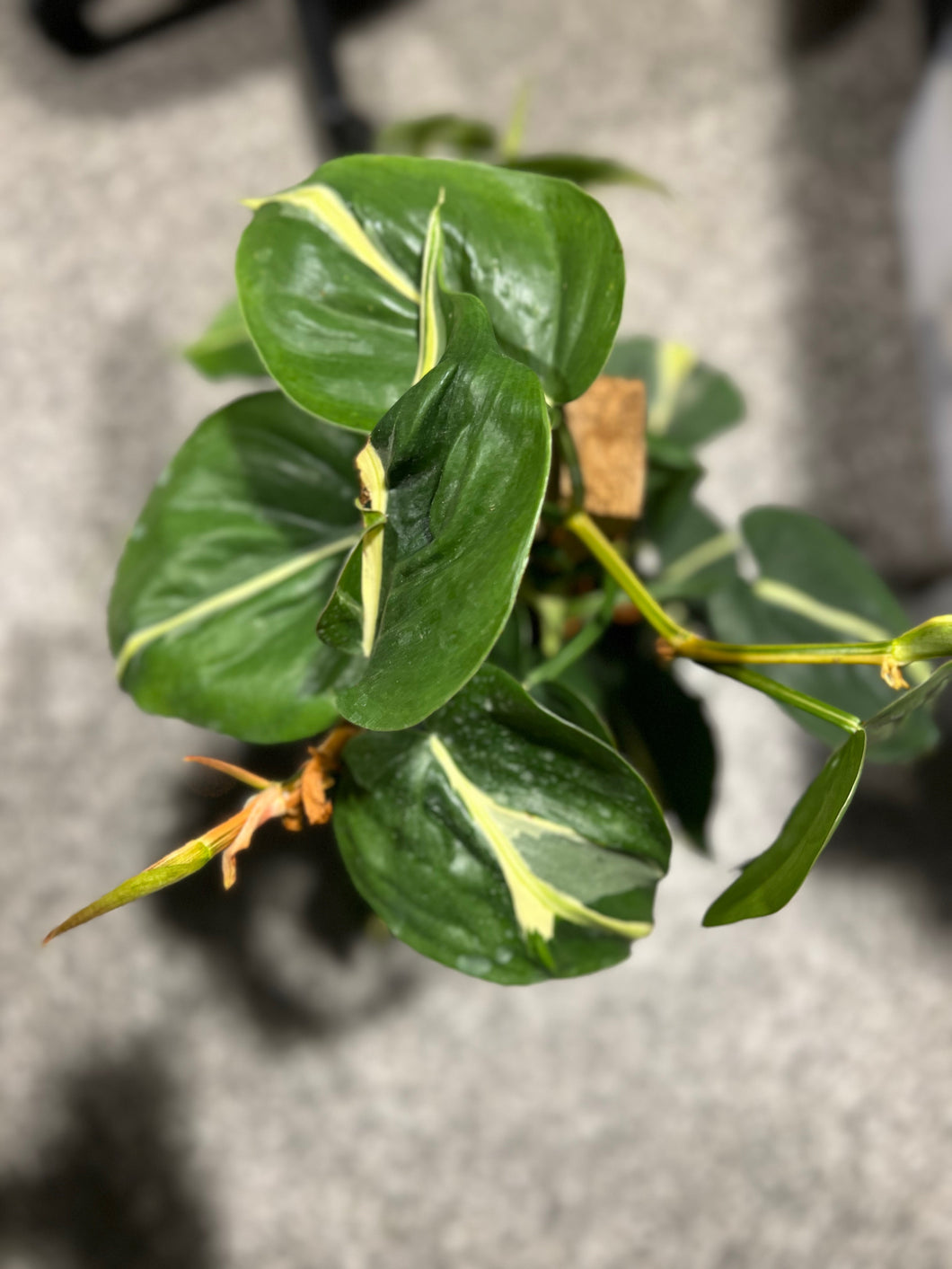 Philodendron Cordatum  - Silver Stripe Totem