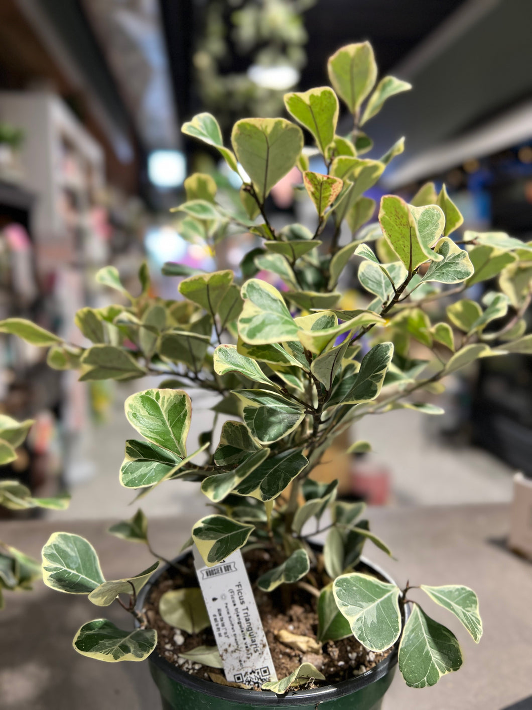 Ficus - Triangularis Variegated - 6