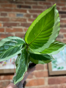 Calathea - Maria - 4.5"