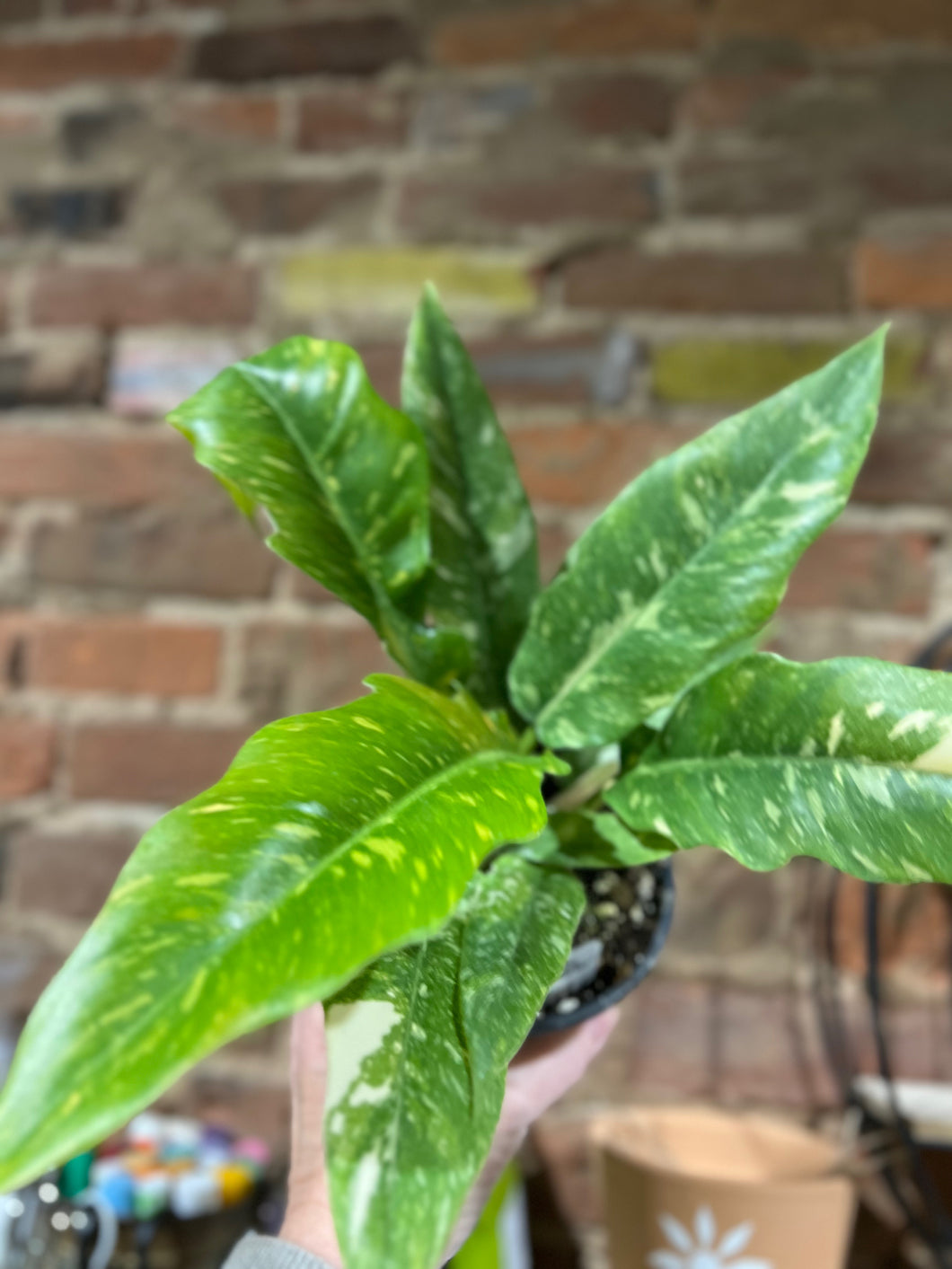 Philodendron - RIng of Fire - 4.5