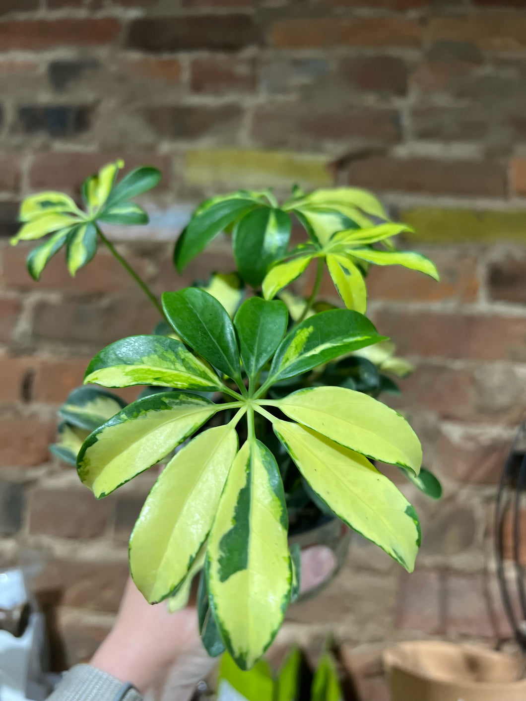 Schefflera -  Mini  Arboricola - 4.5
