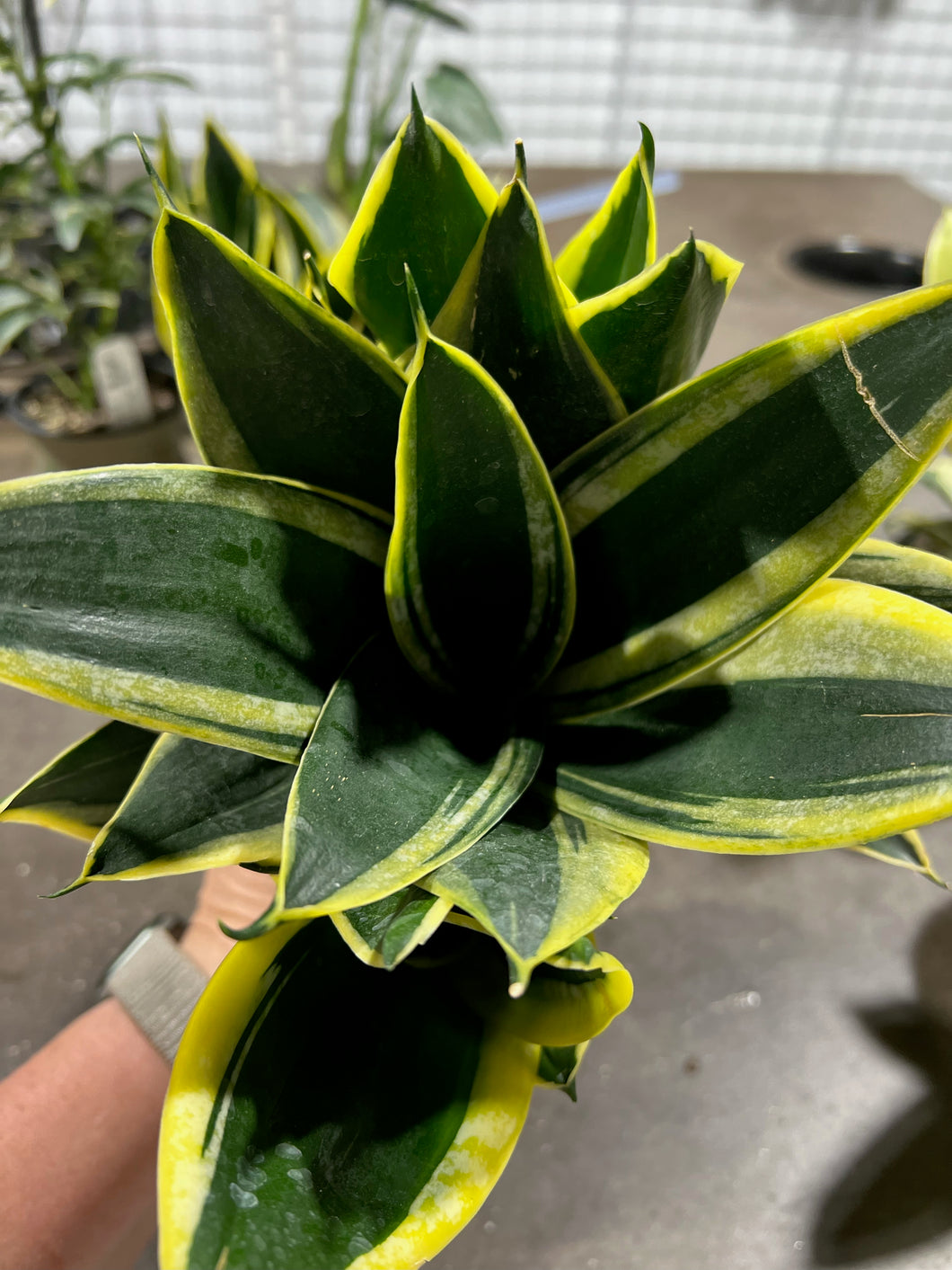 Sansevieria - Glimmering - 4.5
