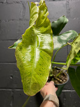 Load image into Gallery viewer, Philodendron - Paraiso Verde - 6&quot;
