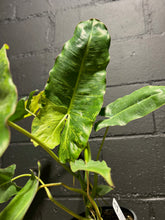 Load image into Gallery viewer, Philodendron - Paraiso Verde - 6&quot;

