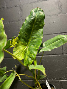 Philodendron - Paraiso Verde - 6"