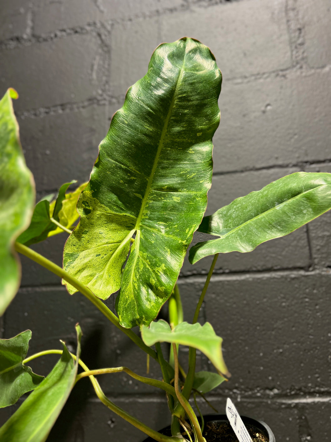 Philodendron - Paraiso Verde - 6