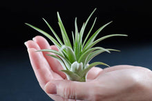Load image into Gallery viewer, Tillandsia Brach Multiflora | Live Air Plant: Small
