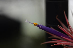 Tillandsia Ionantha  - Guatemala | Live Air Plant: Regular: 2 Inch