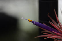 Load image into Gallery viewer, T. Ionantha Rubra Bulk (12+ Plants) | Live Air Plant : Regular
