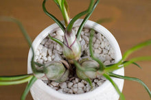 Load image into Gallery viewer, Tillandsia Bulbosa - Guatemala | Live Air Plant: Medium: 4-5 Inches
