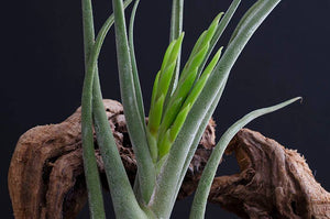 Tillandsia Caput Medusae | Live Air Plant: Small
