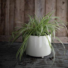 Load image into Gallery viewer, Doris Planter
