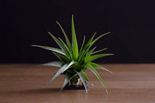 Load image into Gallery viewer, Tillandsia Brach Multiflora | Live Air Plant: Small
