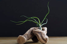 Load image into Gallery viewer, Tillandsia Bulbosa - Guatemala | Live Air Plant: Medium: 4-5 Inches
