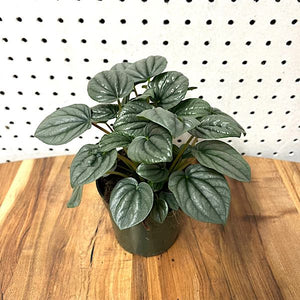 Peperomia - Frost- 4"