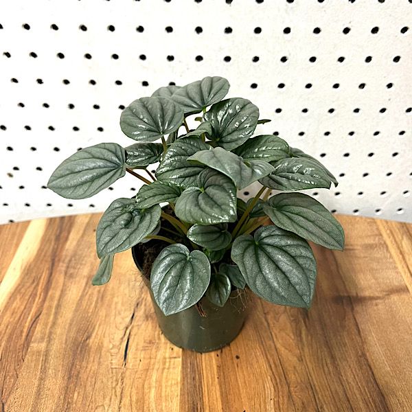 Peperomia - Frost- 4
