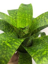 Load image into Gallery viewer, Vriesea Fenestralis | Live Plant: 7-9 Inches (Wide or Tall)
