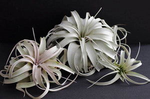 Tillandsia Xerographica - "Queen of Air Plants"  - Air Plant: Medium: 6 Inch